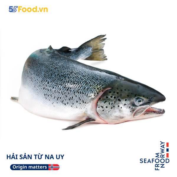 Cá hồi Na Uy nguyên con - Seafood From Norway (SFN)