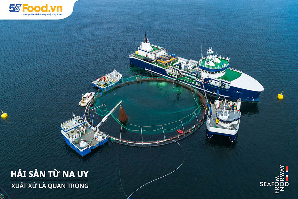 Seafood From Norway (SFN) - Vị Trí Số 1 Về Chất Lượng Hải Sản